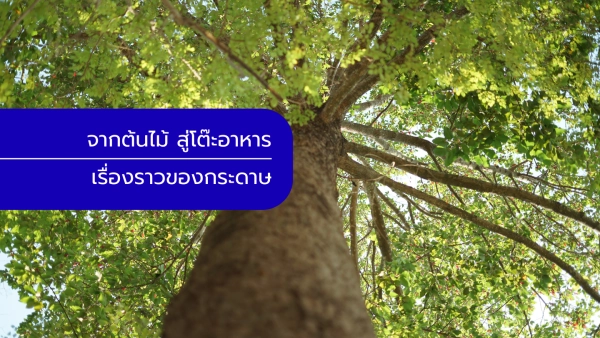 จากต้นไม้สู่โต๊ะอาหาร เรื่องราวของกระดาษรองอาหารที่คุณอาจไม่เคยรู้